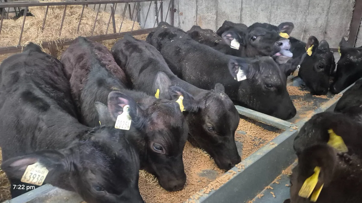 30 Proper Aberdeen Angus bulls - Image 4