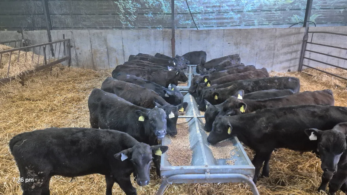 30 Proper Aberdeen Angus bulls - Image 1