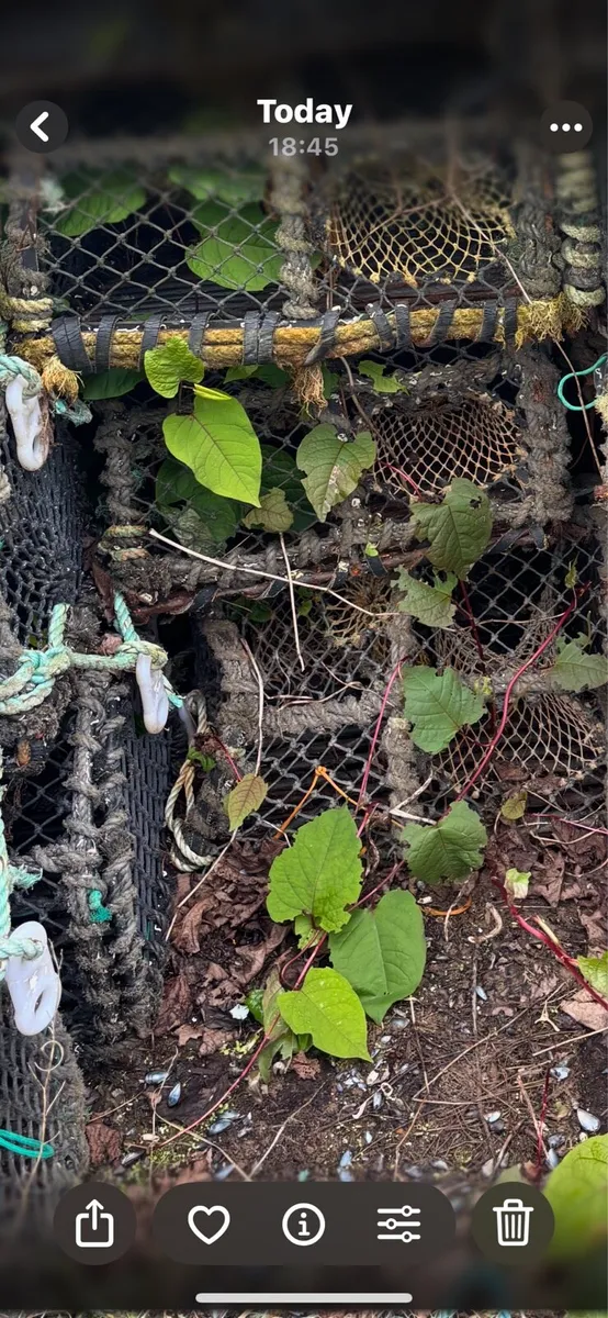 Crab Lobster pots - Image 1