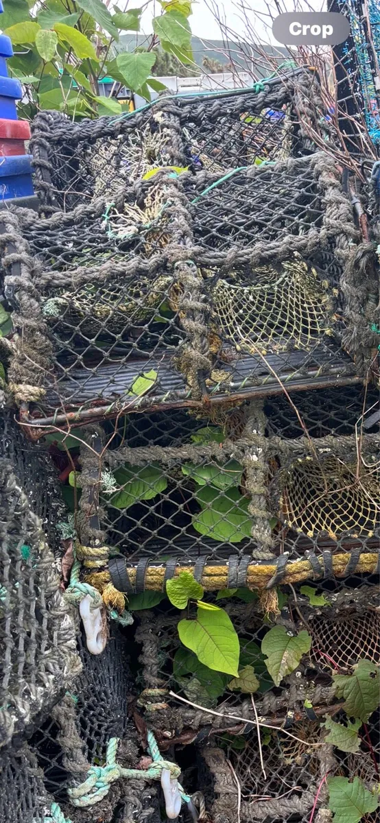 Crab Lobster pots - Image 2
