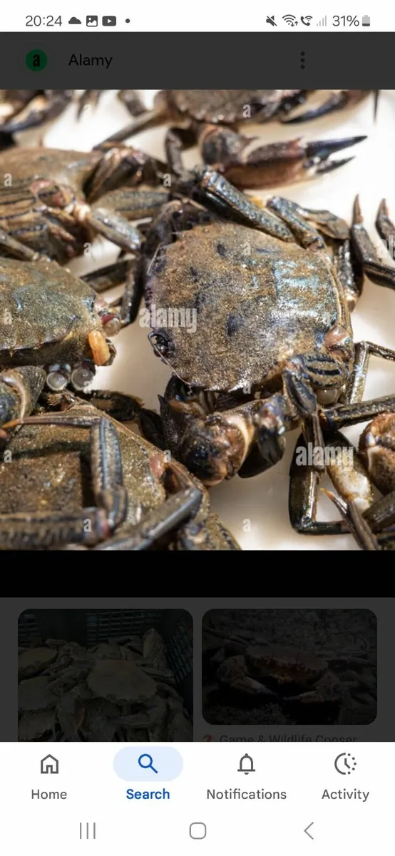 VELVET CRAB WANTED +LOBSTER