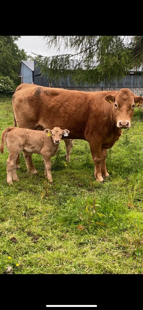 BALLINASOLE MART - Image 1