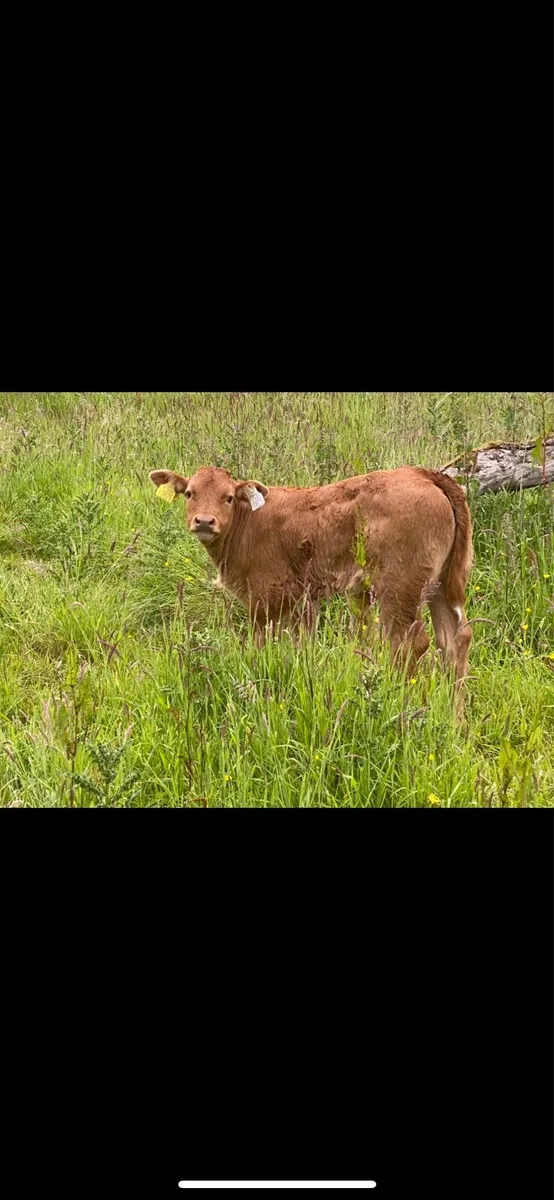 BALLINASOLE MART - Image 4