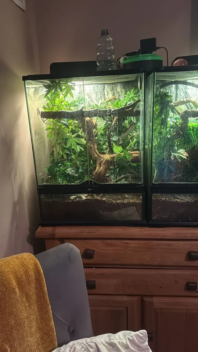 Crested geckos - Image 2