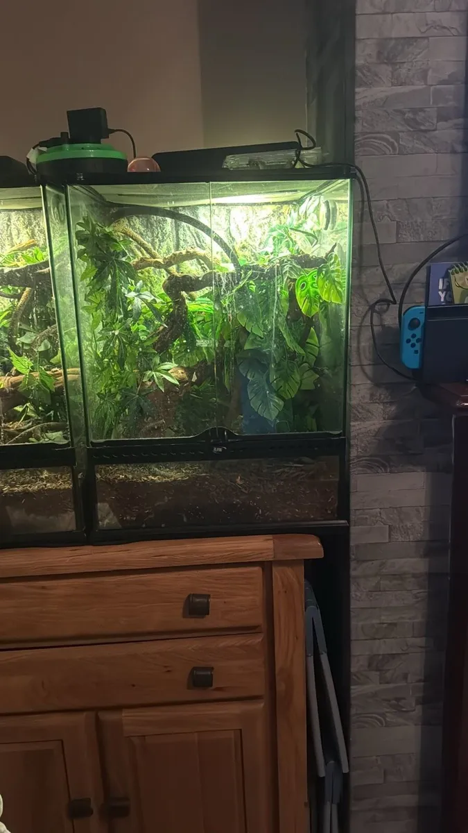 Crested geckos - Image 3