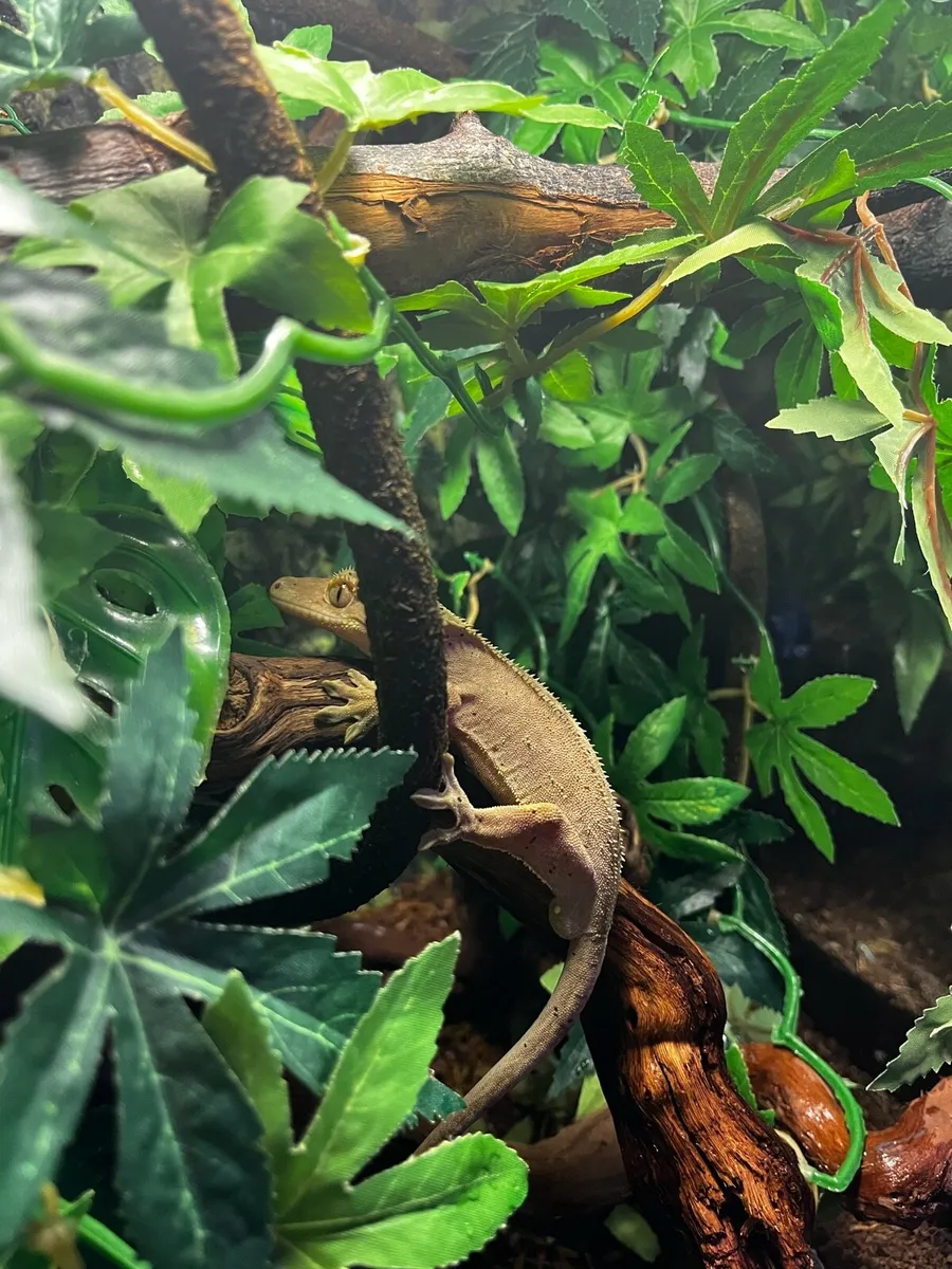 Crested geckos - Image 1