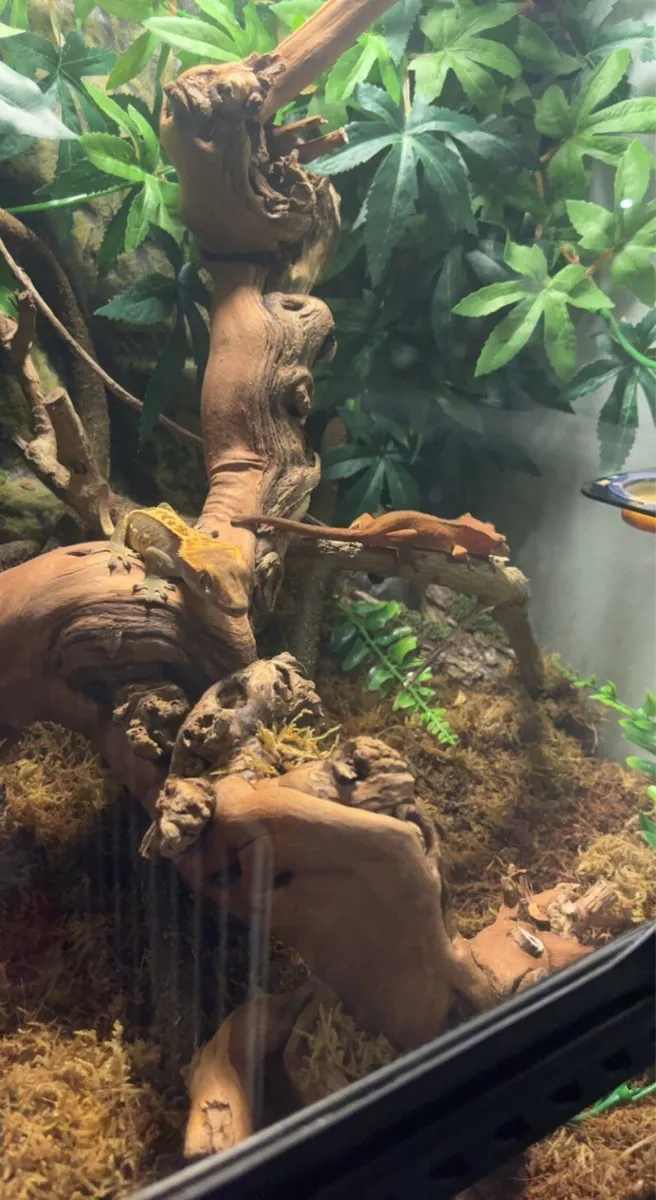 Crested geckos - Image 4