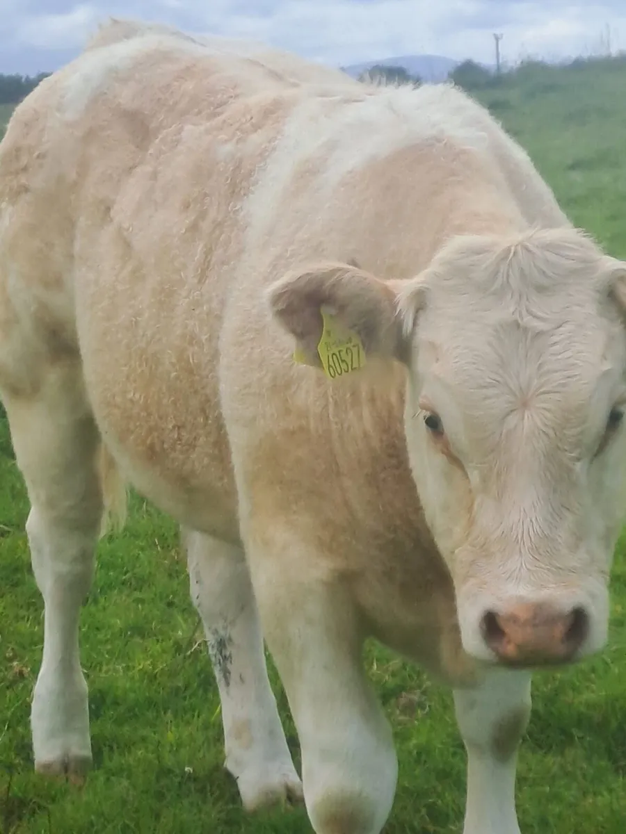 Saler X Cow & Charlaois heifer calf at foot - Image 2