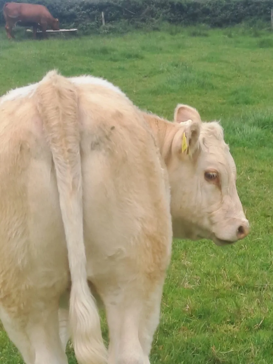 Saler X Cow & Charlaois heifer calf at foot - Image 3