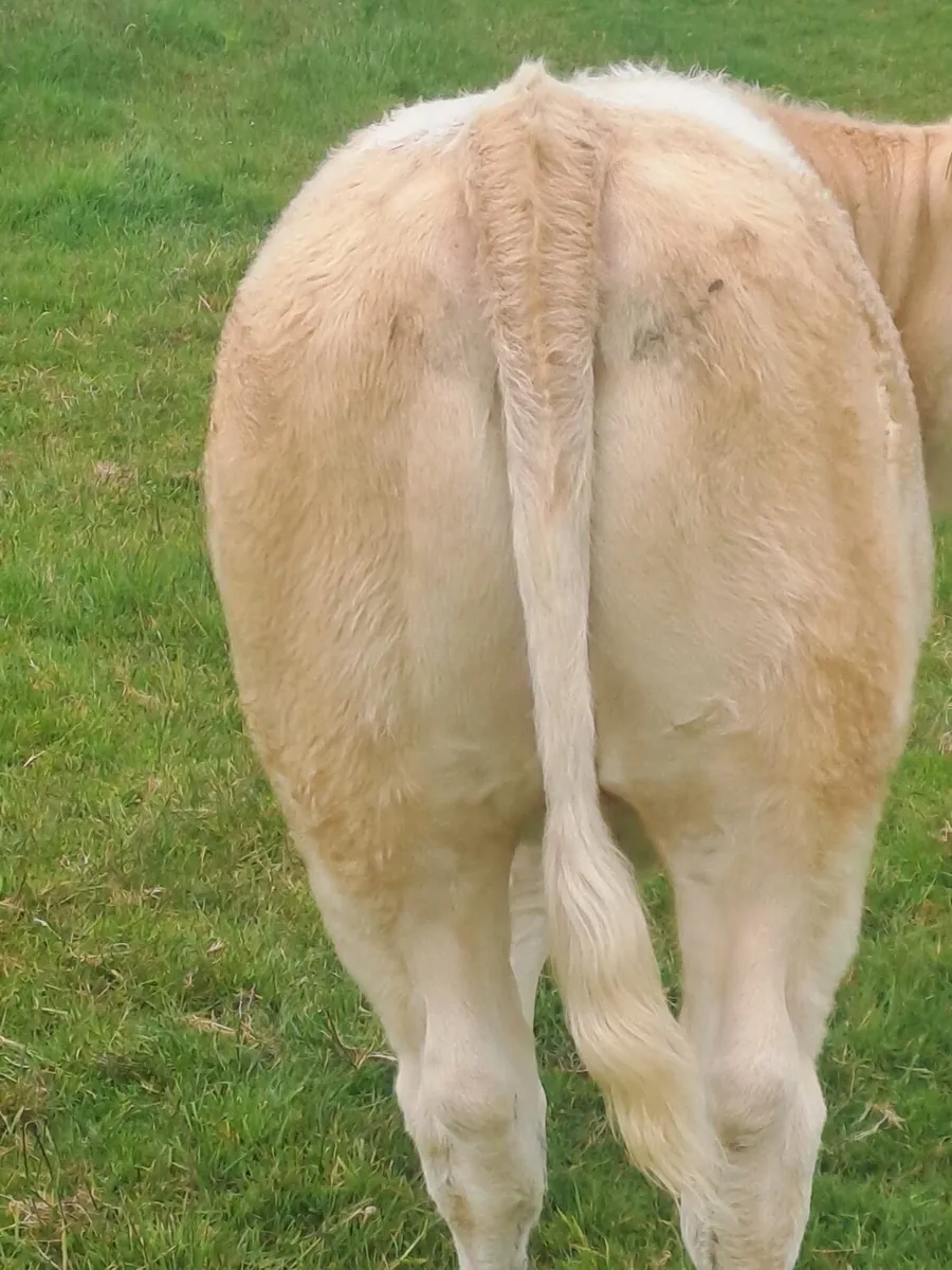 Saler X Cow & Charlaois heifer calf at foot - Image 4