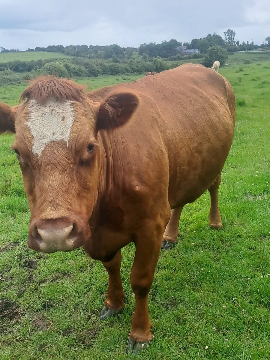 Saler X Cow & Charlaois heifer calf at foot - Image 1
