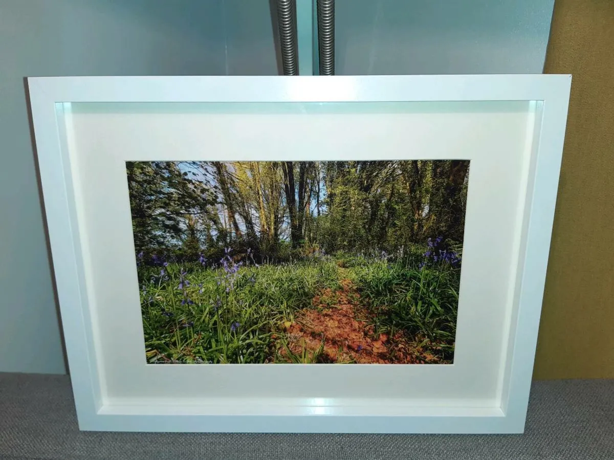 Ballyannan Woods, Midleton - Image 3
