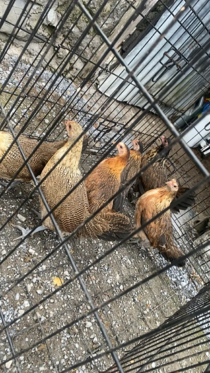 bantam pullets - Image 3
