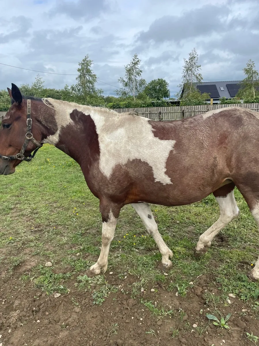Driving Mare, 7 years old, - Image 1
