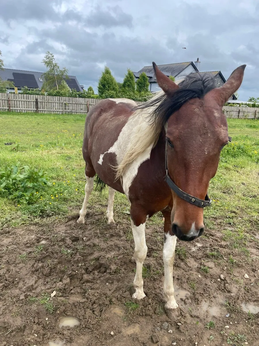 Driving Mare, 7 years old, - Image 2