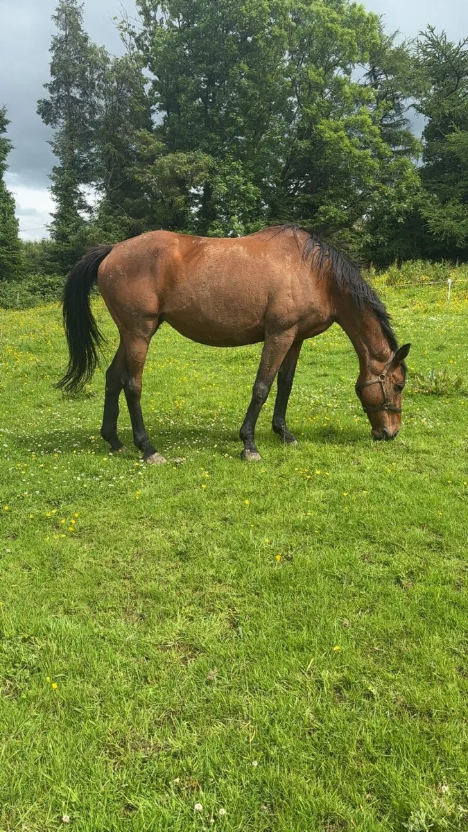 ✨Stunning Infoal mare ✨ - Image 2