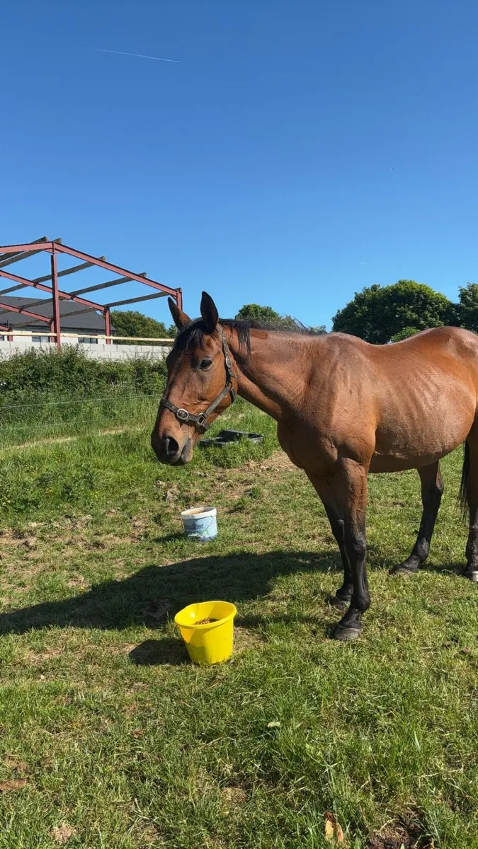 ✨Stunning Infoal mare ✨ - Image 3