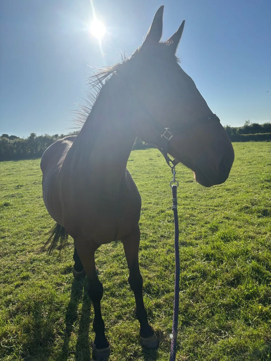 ✨Stunning Infoal mare ✨ - Image 1