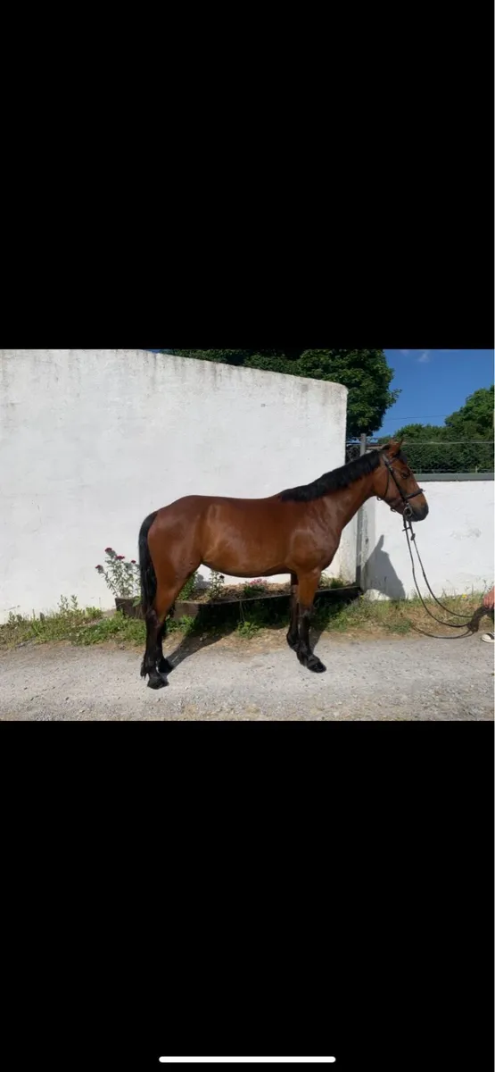 13 hand pony - Image 3