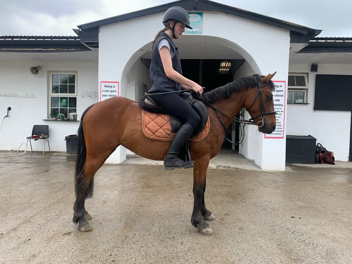 13 hand pony - Image 1