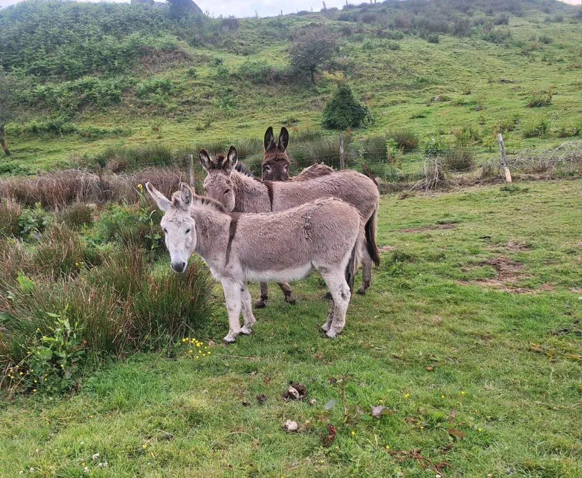 GELDING DONKEYS - Image 1