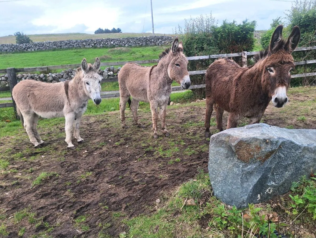 GELDING DONKEYS - Image 2