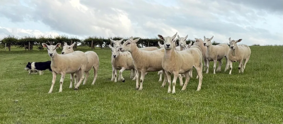 Texel Mule Hoggets - Image 1
