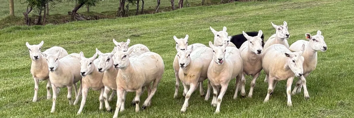 Texel Mule Hoggets - Image 2