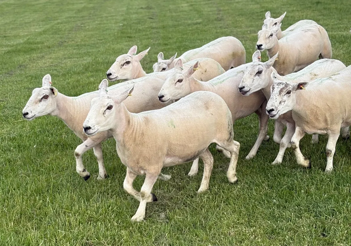 Texel Mule Hoggets - Image 3