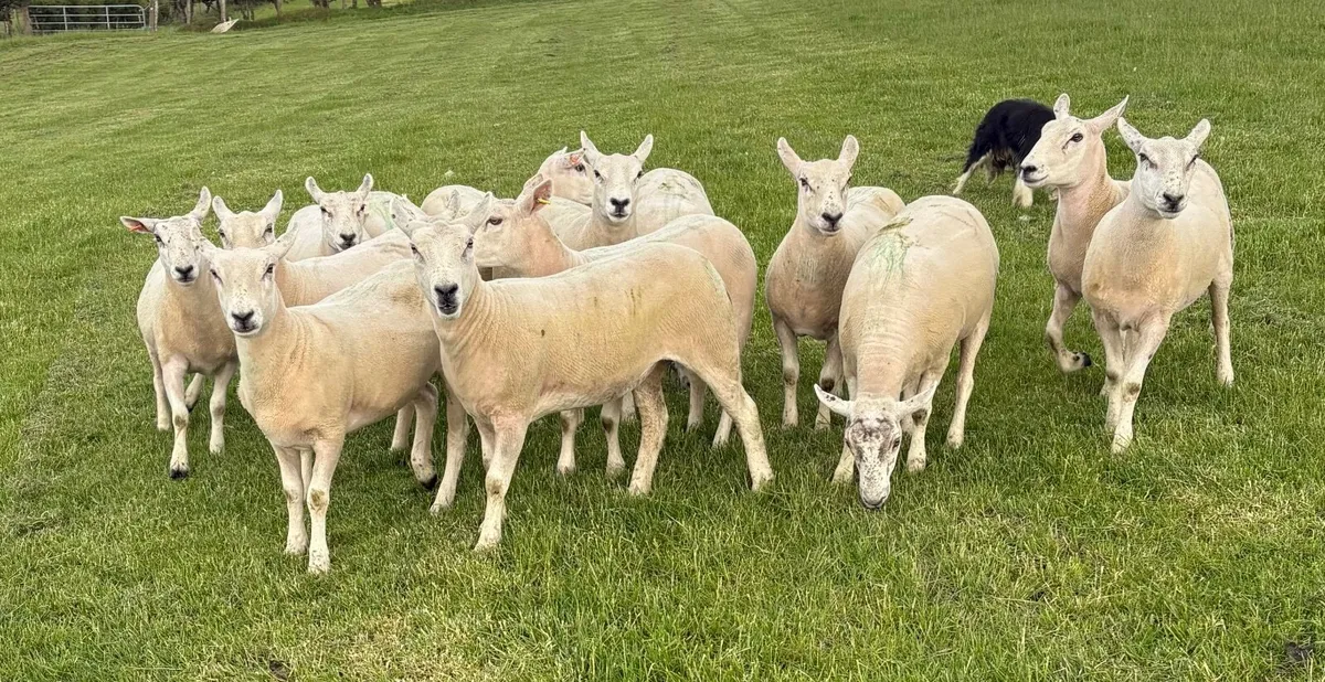 Texel Mule Hoggets - Image 4