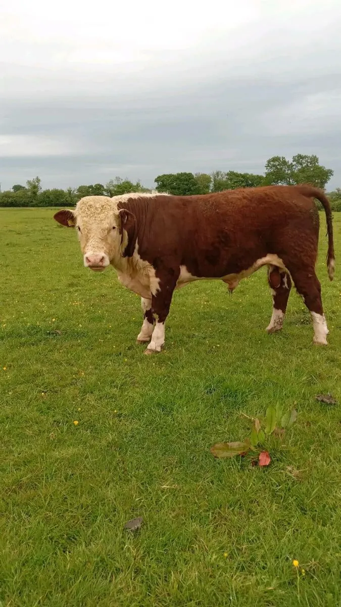 Hereford Bulls - Image 1