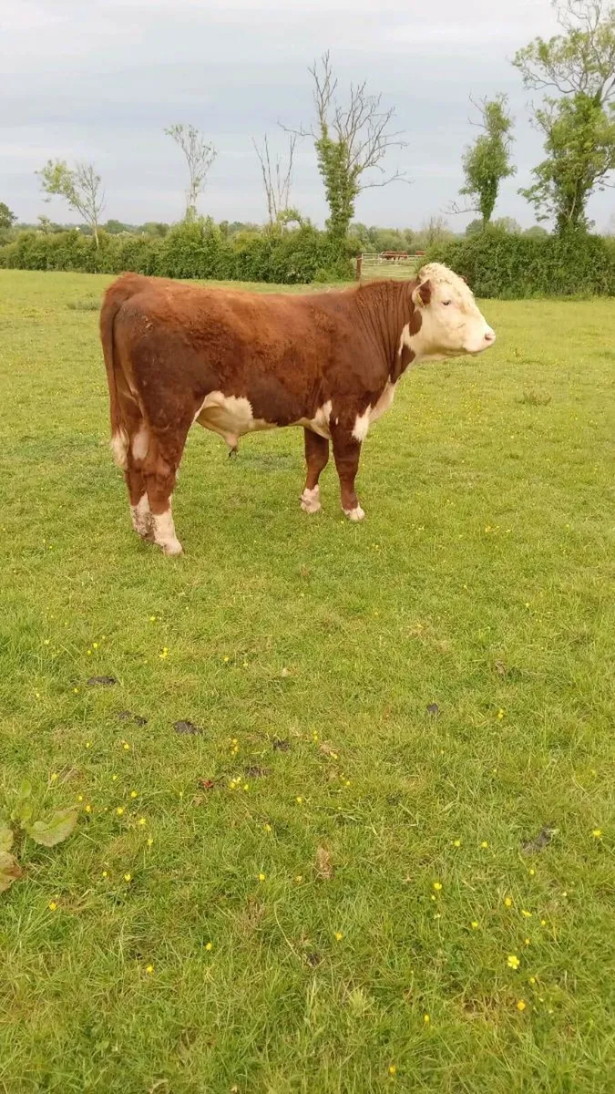 Hereford Bulls - Image 2