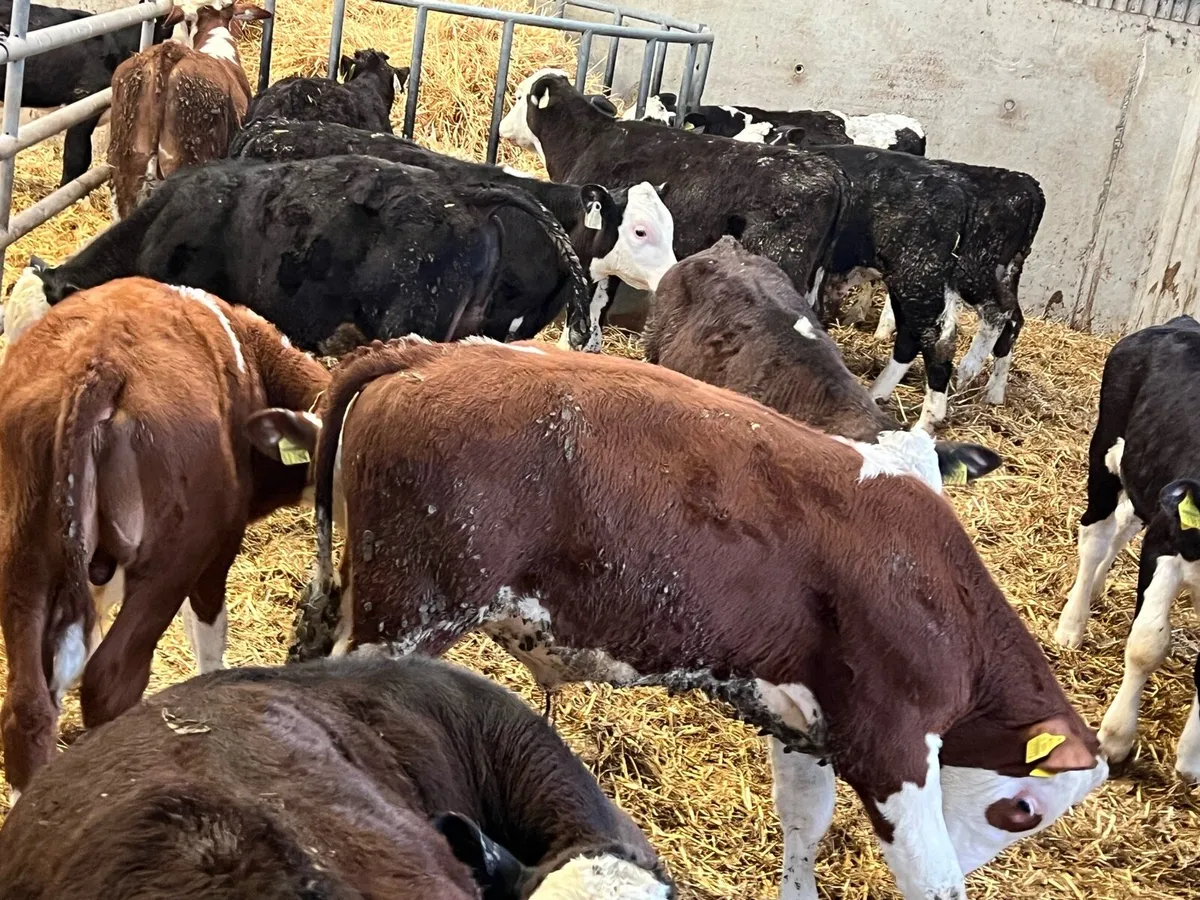 Hereford Weanling Bulls - Image 1