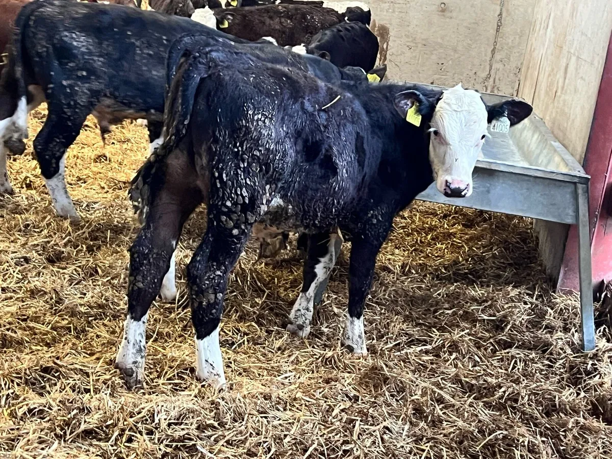 Hereford Weanling Bulls - Image 2