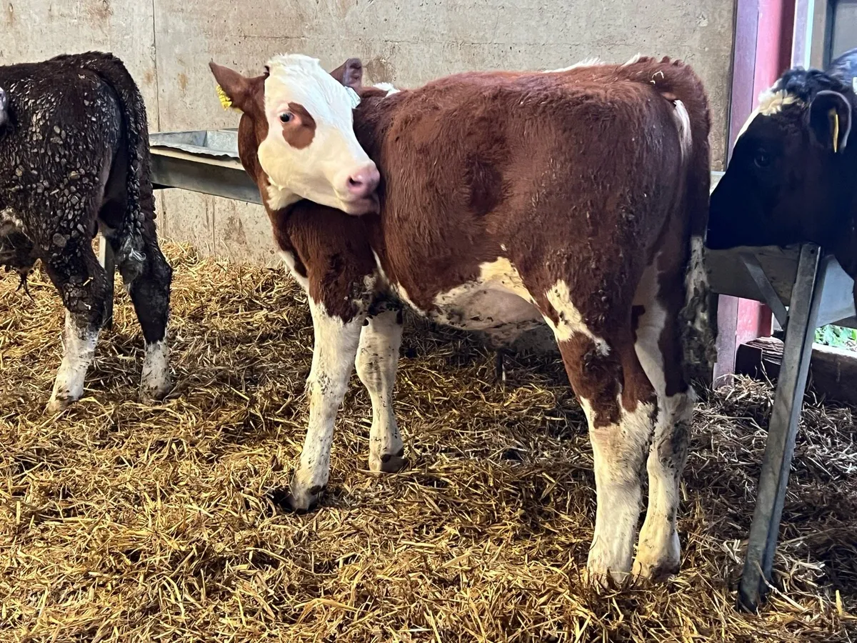 Hereford Weanling Bulls - Image 3
