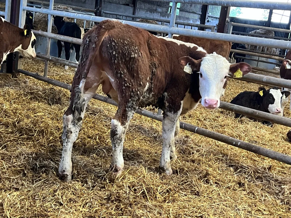 Hereford Weanling Bulls - Image 4