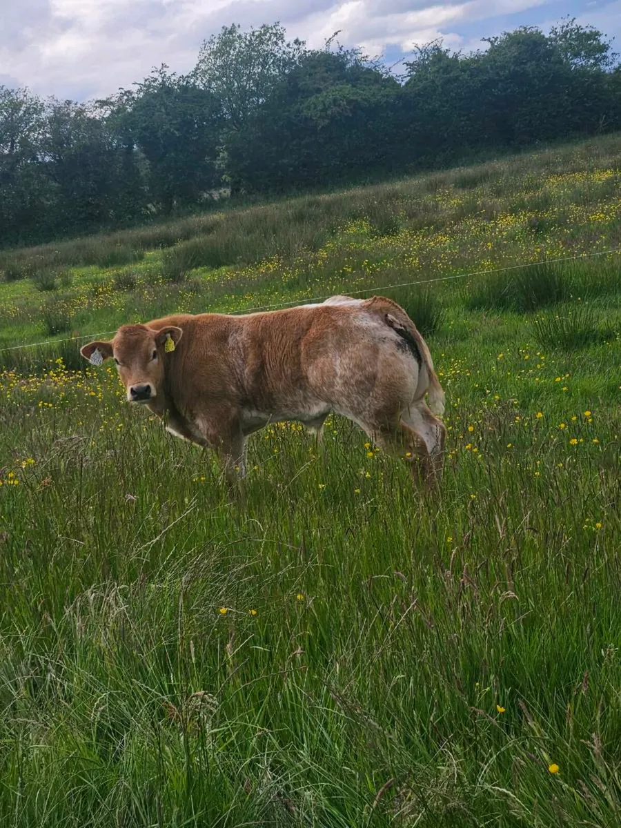 💥Exceptional ET show calf💥 - Image 1