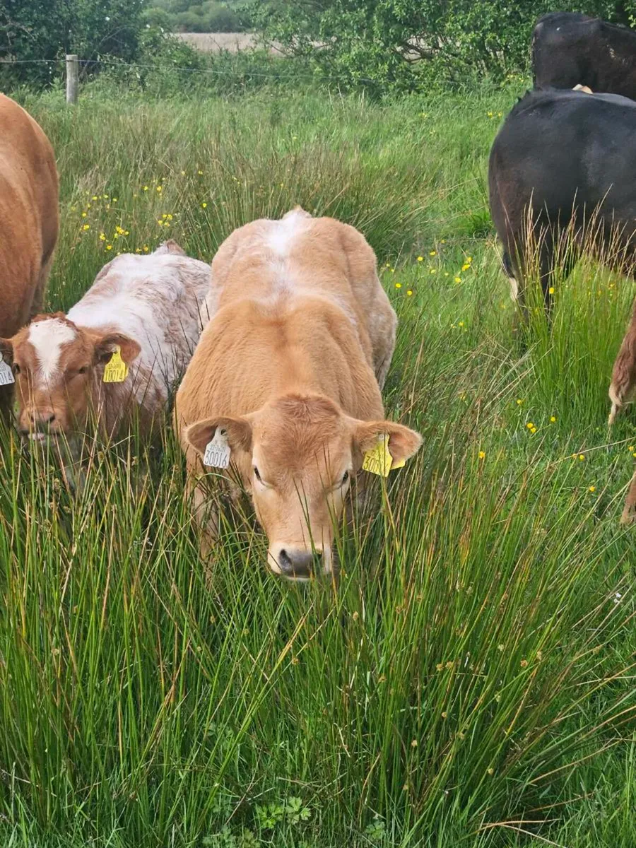 💥Exceptional ET show calf💥 - Image 2