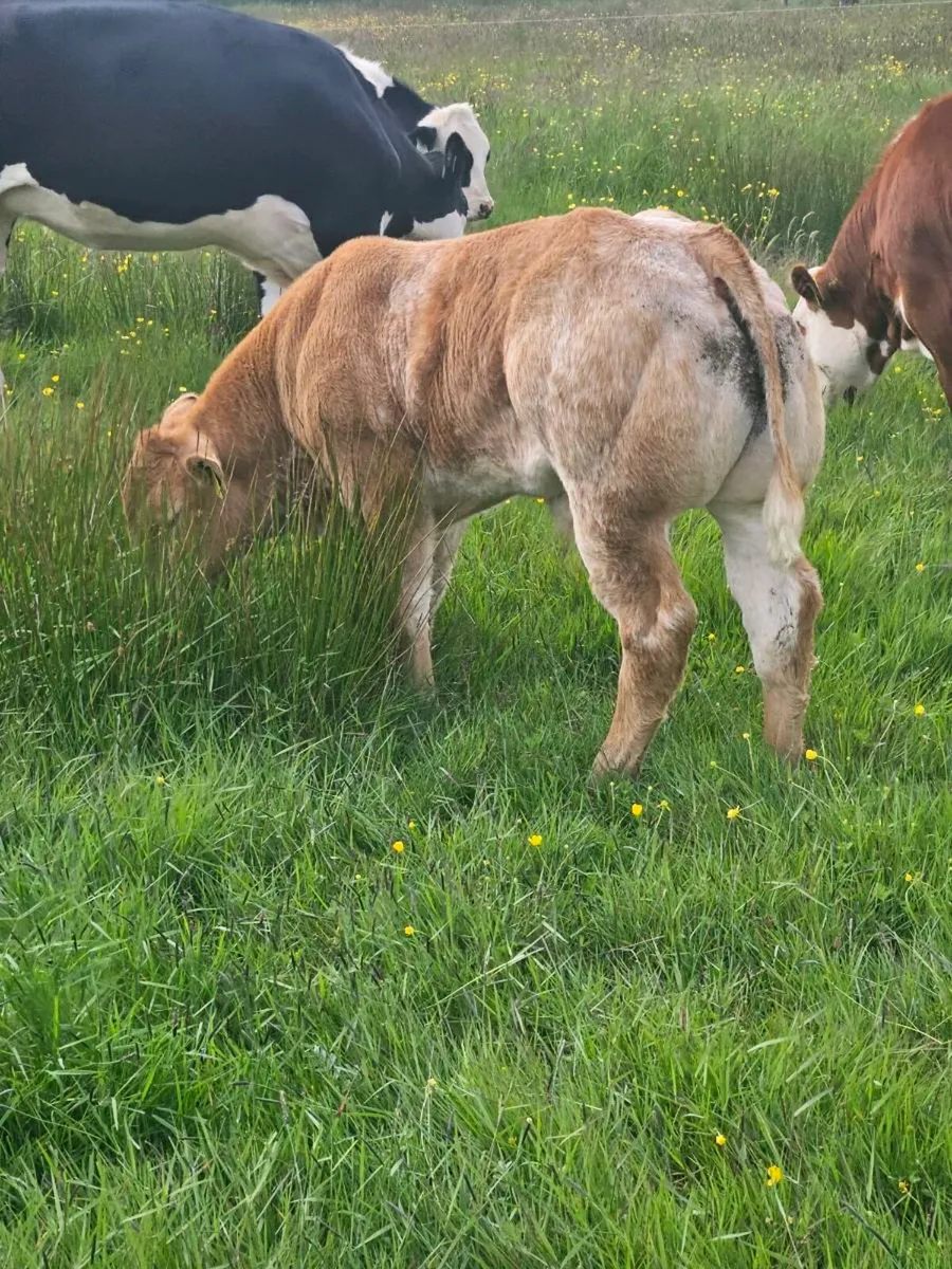 💥Exceptional ET show calf💥 - Image 3