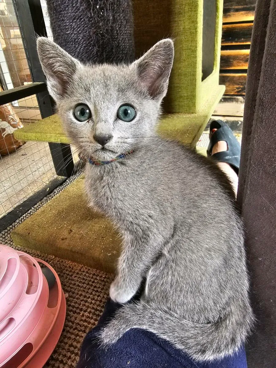 Russian Blue kittens available.  Pedigree and reg - Image 1