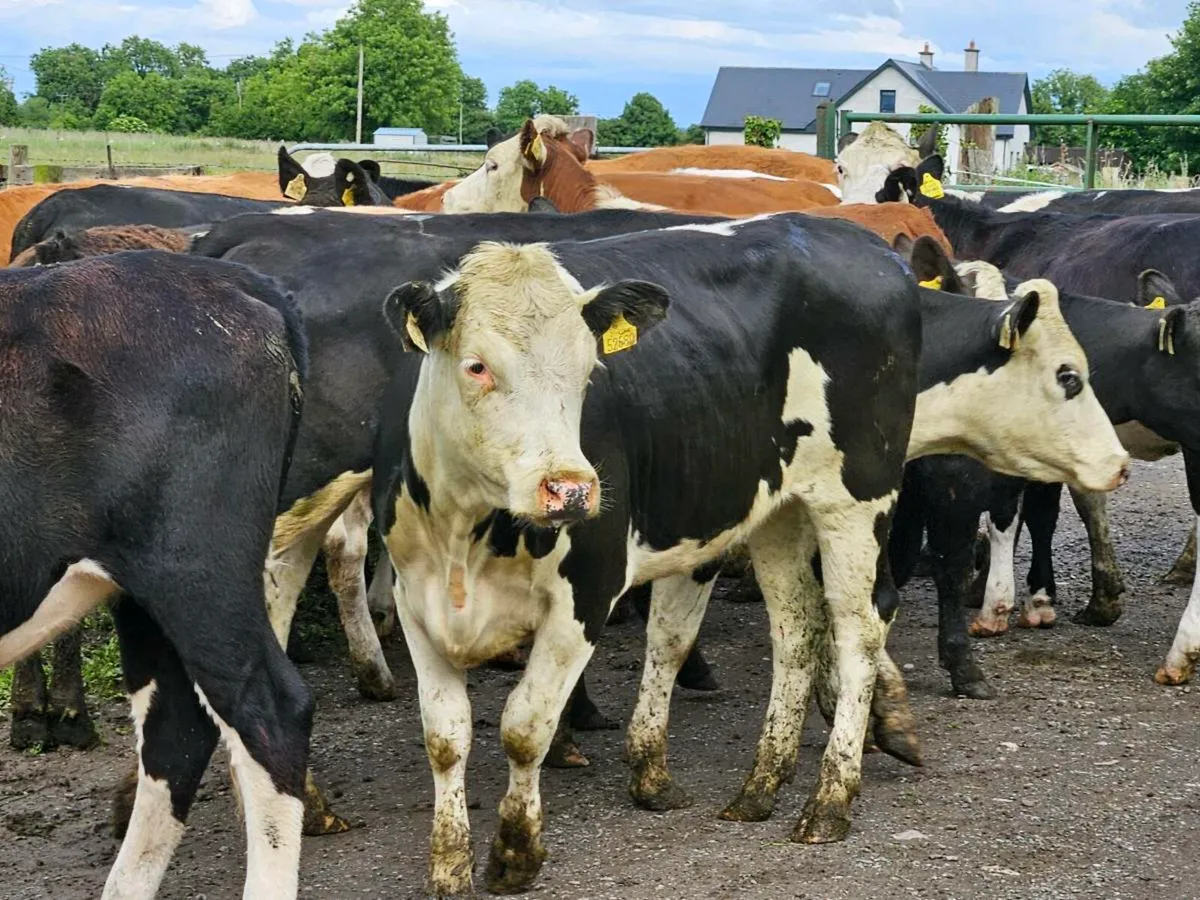 22 smashing 350 kg store heifers for sale - Image 2