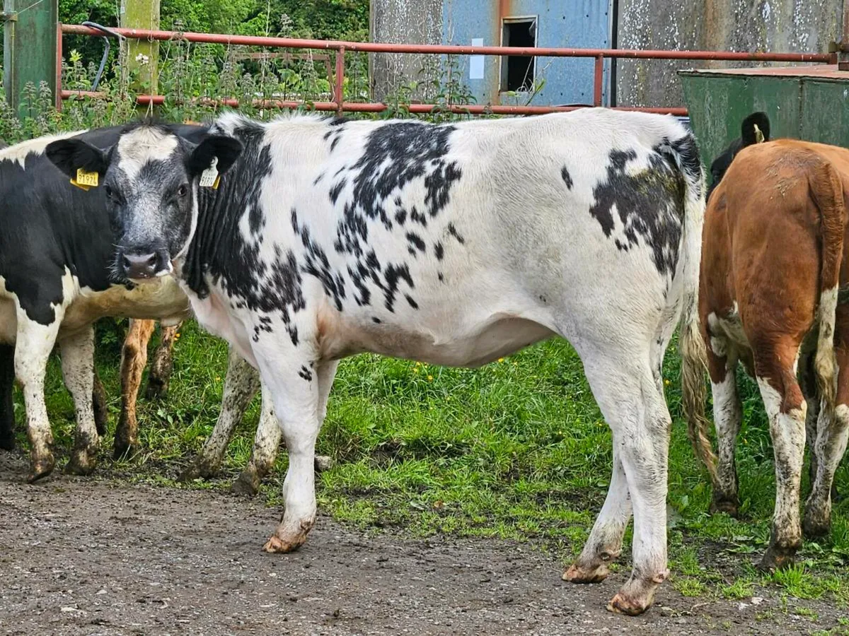22 smashing 350 kg store heifers for sale - Image 1