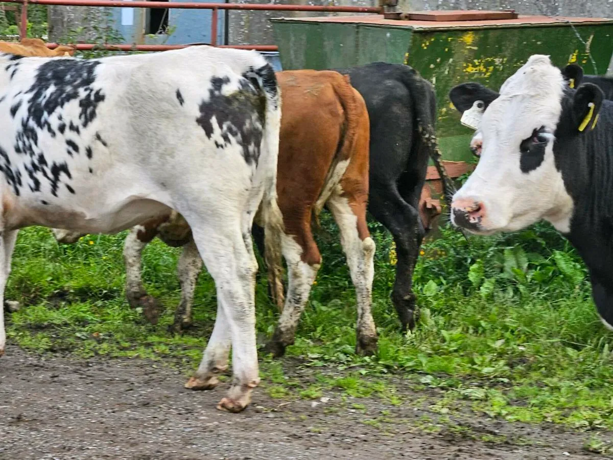 22 smashing 350 kg store heifers for sale - Image 3