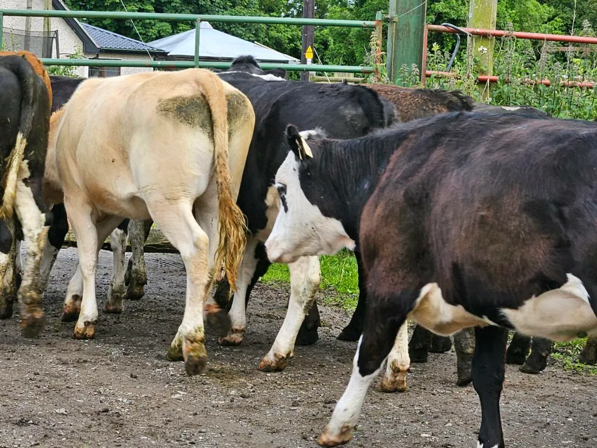22 smashing 350 kg store heifers for sale - Image 4