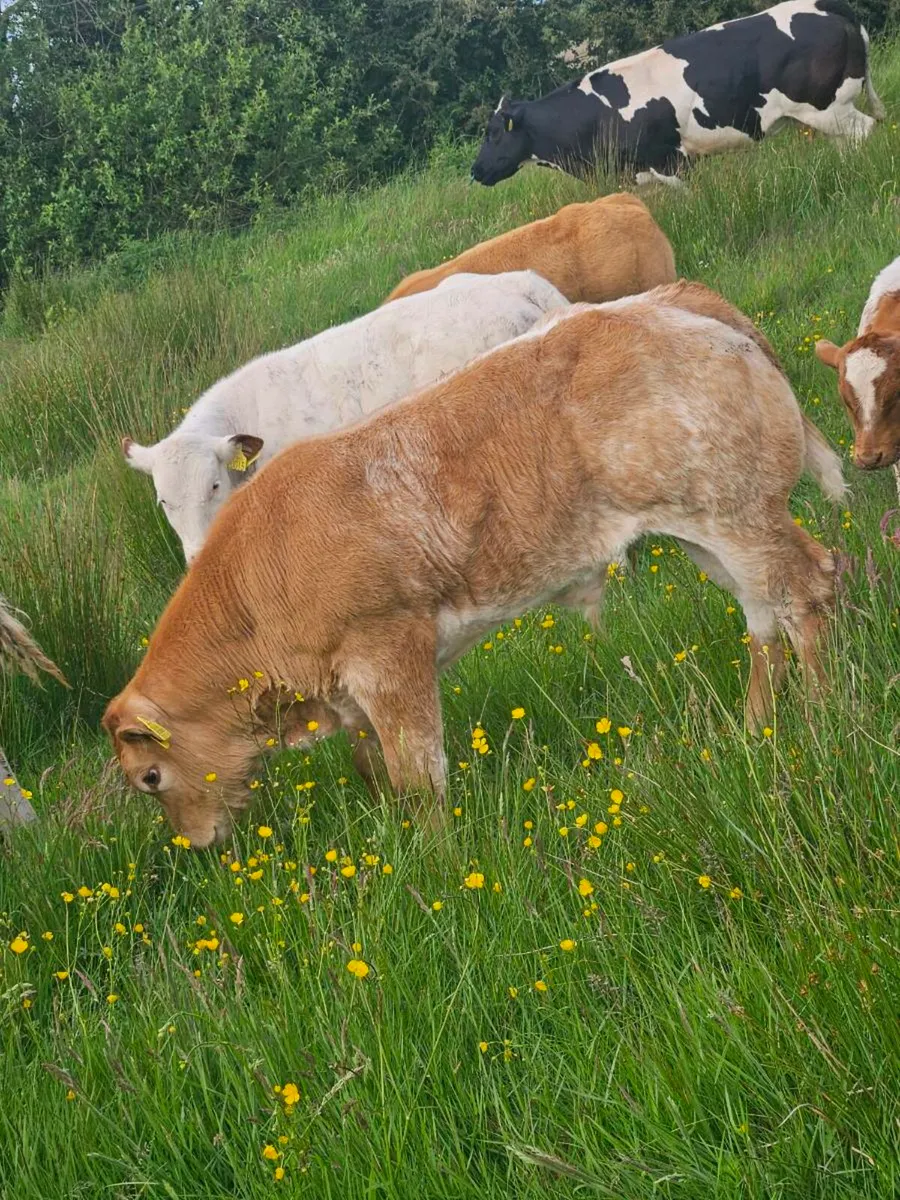 💥Exceptional ET show calf💥 - Image 4