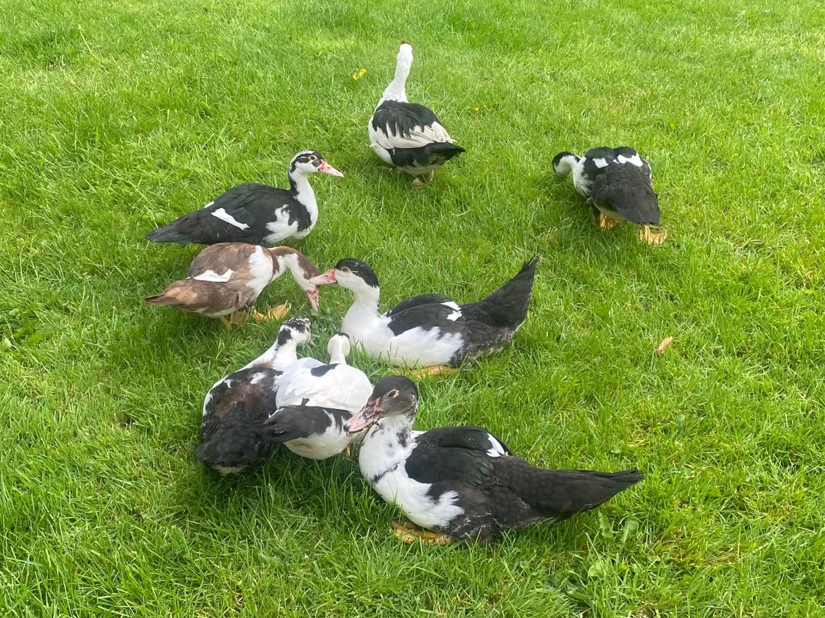 Ducks available - Image 2