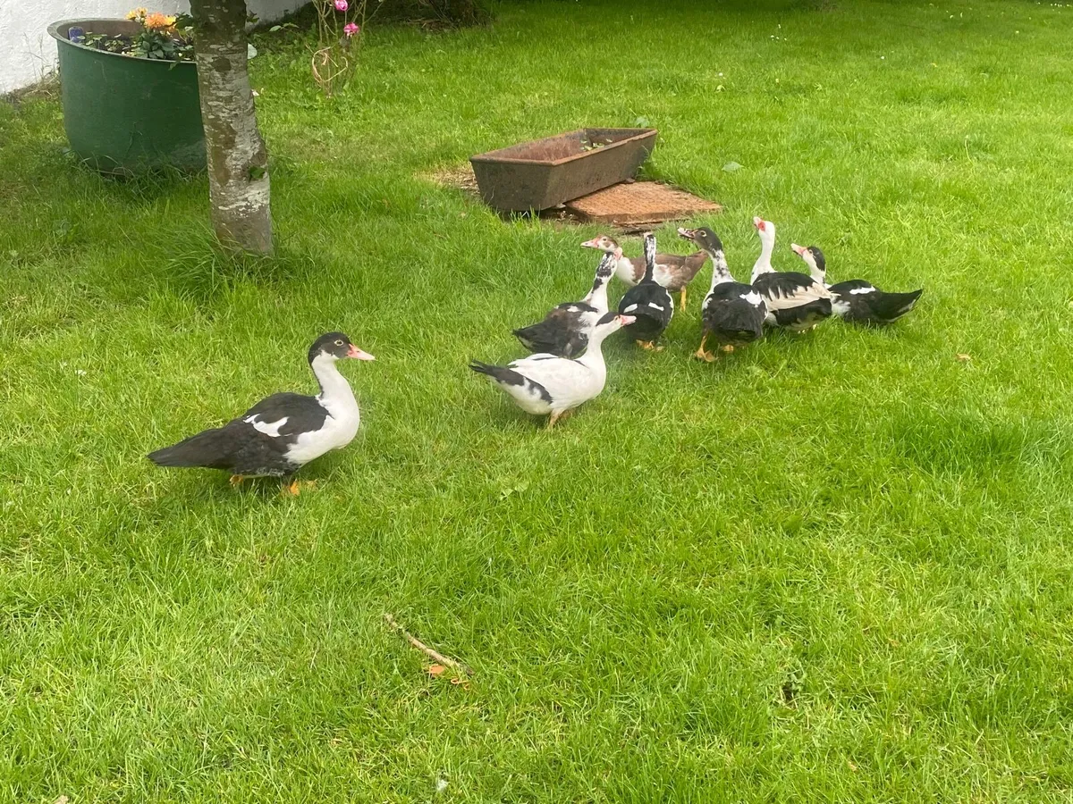 Ducks available - Image 3