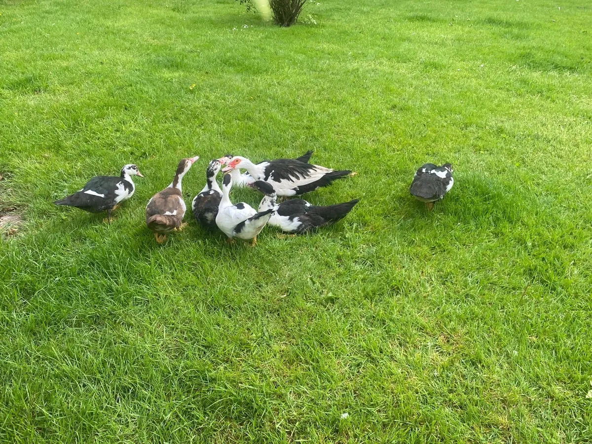 Ducks available - Image 4
