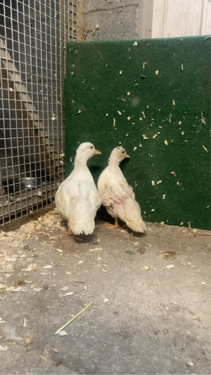 call duck pair - Image 2