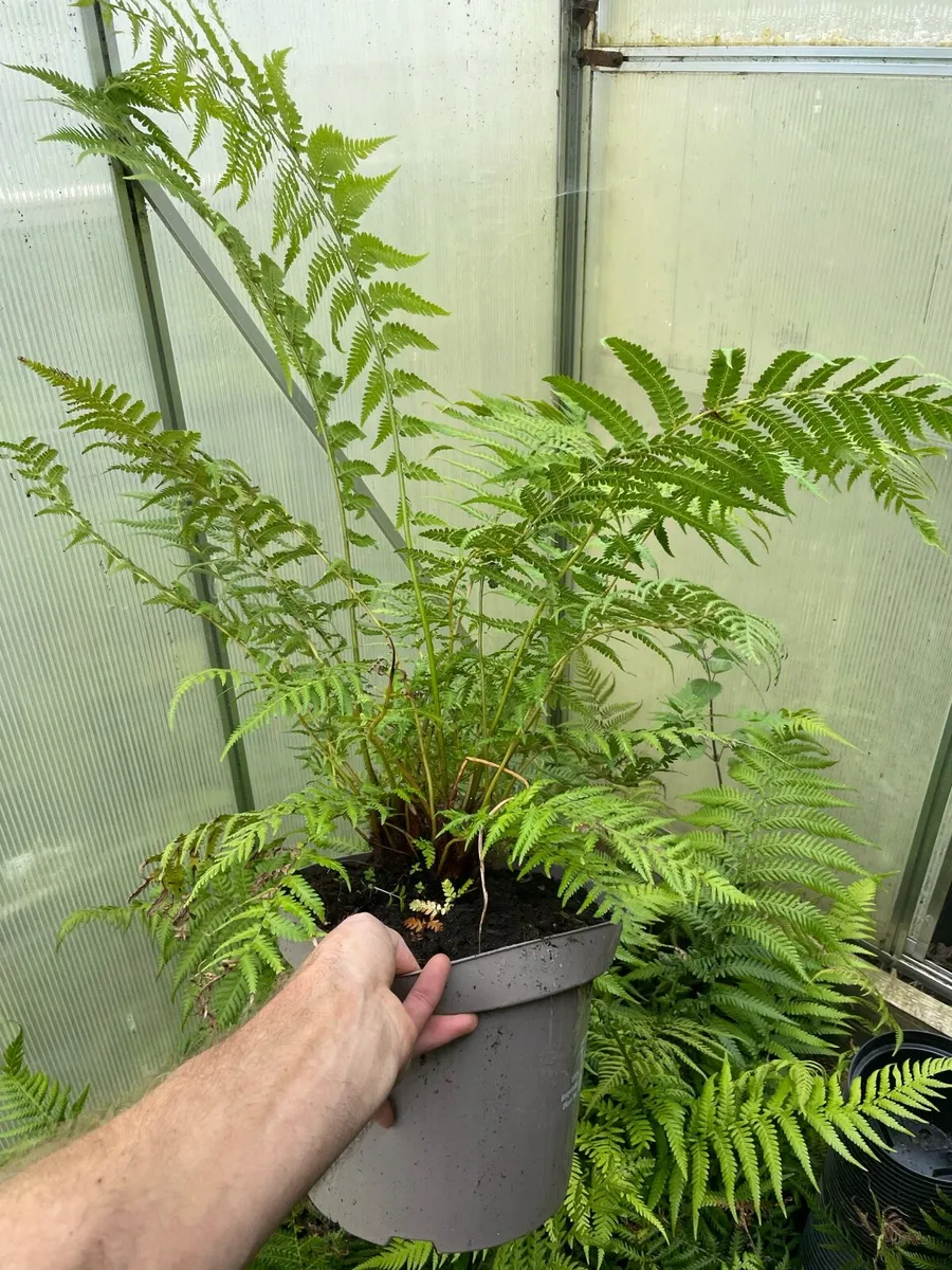 Dicksonia antartica - Image 1